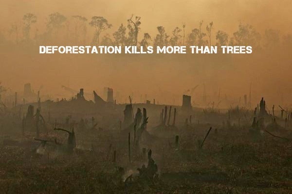 deforestation and global warming