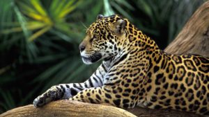 Brazil Promotes Tropical Forests Forever