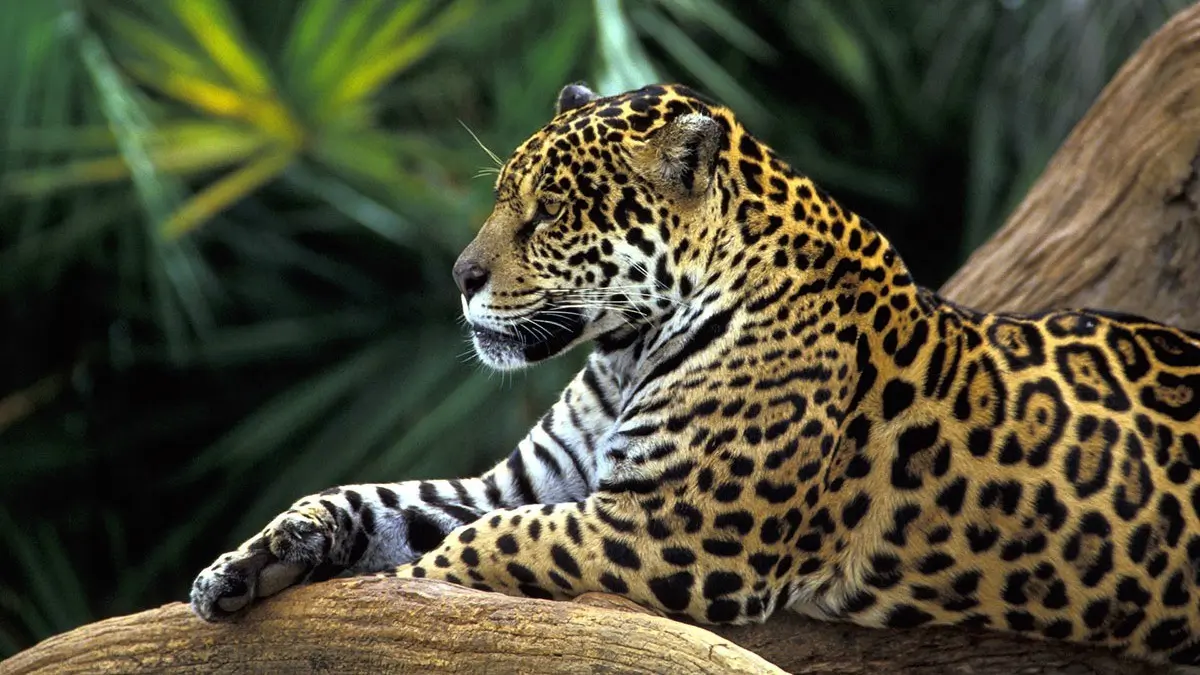 forest conservation and jaguar habitat